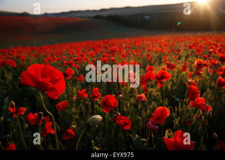 A swathe of poppies glow red in as the sun rises over the South Downs at Pycombe near Brighton in southern Engalnd UK July 31, 2 Stock Photo