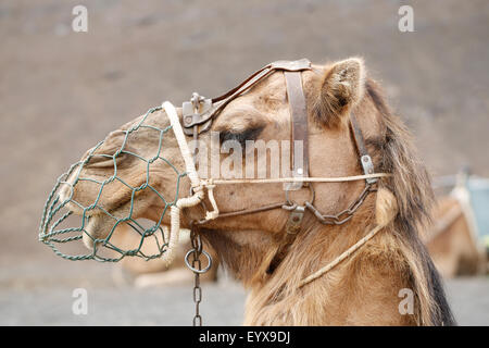 a close up view of a dromedary camel, camelus dromedarius,  wearing a metal spit guard. he is one of a train of working camels in Lanzarote, Spain Stock Photo