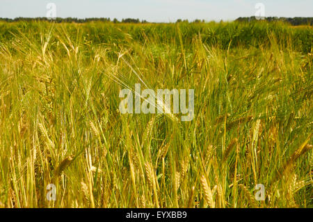 Barley field with ears that are getting yellow Stock Photo