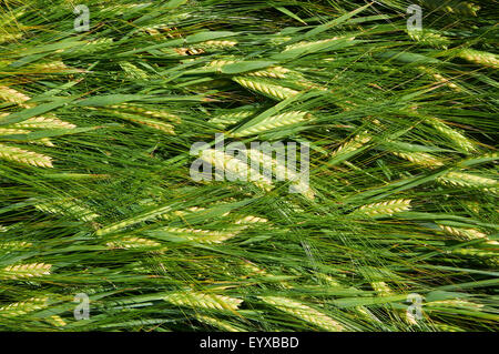 Laying down straws of ripening green-yellow barley Stock Photo