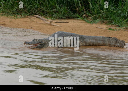 An alert, poised Caiman in the Pantanal,  Mato Grosso Do Sul region of Brazil Stock Photo