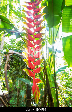 Heliconia flower in the Amazon rain forest near Iquitos, Peru Stock Photo