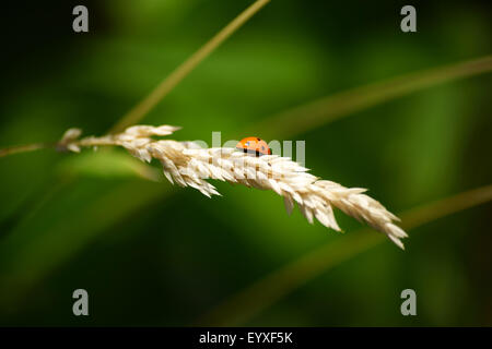 Ladybug on dry umbel Stock Photo