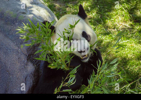 Panda eating bamboo Stock Photo