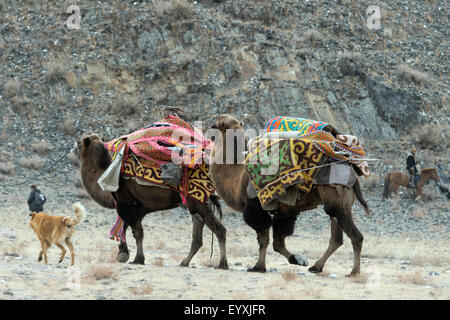 Bactrian camels with a falcon riding on the back on one, Eagle Festival, Olgii, Western Mongolia Stock Photo