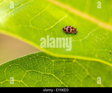 Ladybug eating insect eggs on a milkweed leaf. Stock Photo