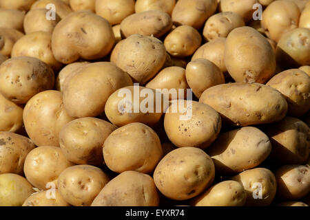 Stacked potato . Stock Photo