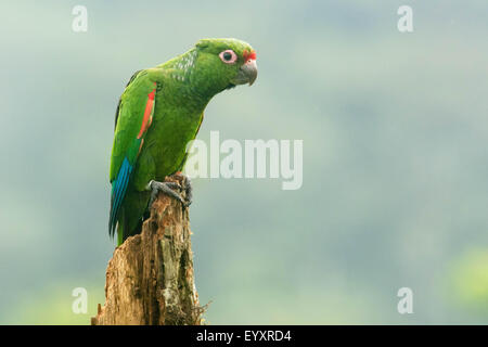 An endangered El Oro Parakeet (Pyrrhura orcesi) sits and surveys its surroundings.  Only a 1000 or so of these birds remain. Stock Photo