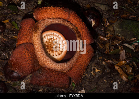 The biggest flower in the world the Rafflesia flower, is a parasitic flower that can grow up to 1 meter in diameter, Stock Photo