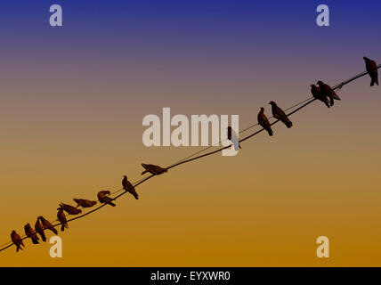 Birds Sitting on Electric Wires at Twilight. Stock Photo