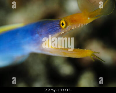 A blue ribbon eel, Rhinomuraena quaesita, portrait, Lembeh Strait, North Sulawesi, Indonesia, Pacific Ocean Stock Photo