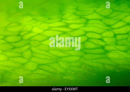 Close up of Green Bell Pepper Skin. Stock Photo