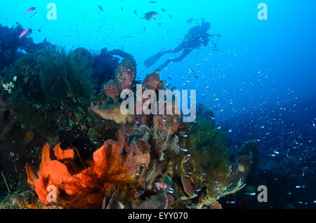 A diving photographer silhouetted in the background of a coral reef scene, Parigi Moutong, Central Sulawesi, Indonesia, Pacific Stock Photo