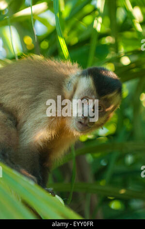 Cebus libidinosus, Black-striped Capuchin Monkey, Araras Lodge, Pantanal, Brazil Stock Photo