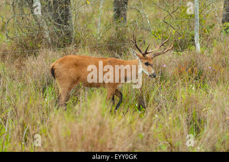 Blastocerus dichotomus, Male Marsh Deer, Transpantaneira Highway, Pantanal, Brazil Stock Photo