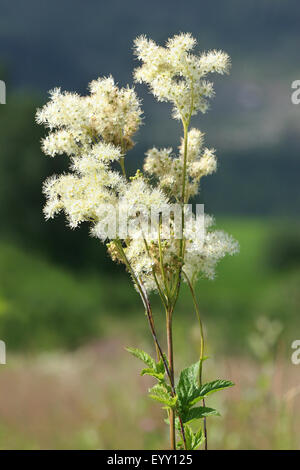 Meadowsweet (Filipendula ulmaria), flowering, Thuringia, Germany Stock Photo