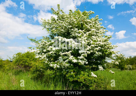 Common Hawthorn (Crataegus monogyna), flowering, Thuringia, Germany Stock Photo