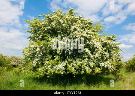Common Hawthorn (Crataegus monogyna), flowering, Thuringia, Germany Stock Photo