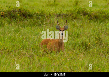 Blastocerus dichotomus, Male Marsh Deer, Transpantaneira Highway, Pantanal, Brazil Stock Photo