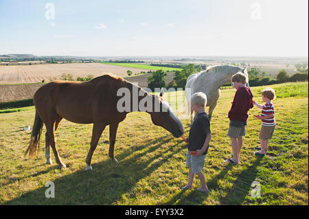 Caucasian brothers feeding horses in rural field Stock Photo