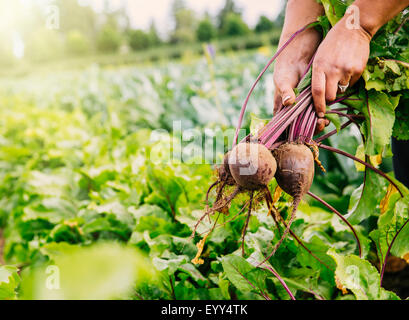 Close up of hands harvesting beets in farm field Stock Photo