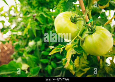 Close up of green tomatoes growing on leafy vines Stock Photo