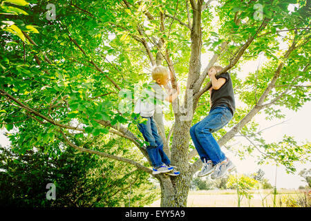 Low angle view of Caucasian boys climbing tree Stock Photo