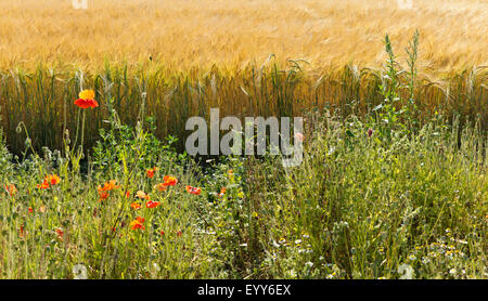 Red poppies growing on the margin of a wheat field in Norfolk England Stock Photo