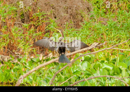 'Anhinga anhinga', Anhinga Drying Wings, Cuiaba River, Pantanal, Brazil Stock Photo