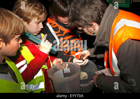 close to nature children and a woman helping at the toads migrating, Belgium Stock Photo