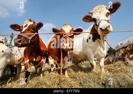 domestic cattle (Bos primigenius f. taurus), curious cows on grassland, Belgium Stock Photo