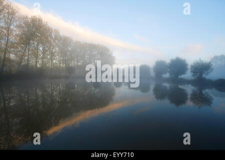 willow, osier (Salix spec.), old river with pollard willow trees on foggy morning, Belgium Stock Photo