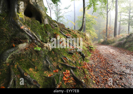 common beech (Fagus sylvatica), roots of a beech, forest in autumn, Belgium, Ardennes Stock Photo