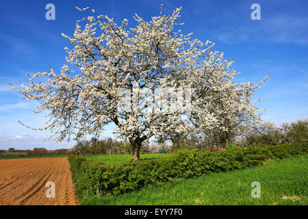Cherry tree, Sweet cherry (Prunus avium), flowering cherry tree in field scenery, Belgium, Ardennes Stock Photo