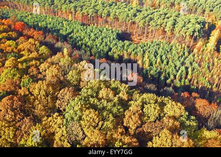 common beech (Fagus sylvatica), aerial view to mixed forest with Oaks  Beeches and Birches with pine forest in autumn, Belgium
