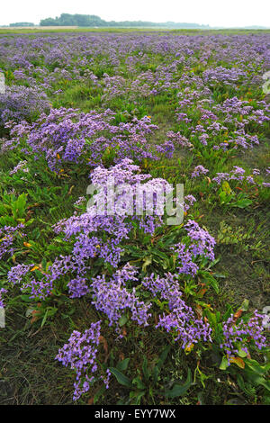 common sea-lavender, mediterranean sea-lavender (Limonium vulgare), large areal with flowering common sea-lavender, Belgium, Zwin nature reserve Stock Photo