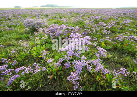 common sea-lavender, mediterranean sea-lavender (Limonium vulgare), large areal with flowering common sea-lavender, Belgium, Zwin nature reserve Stock Photo