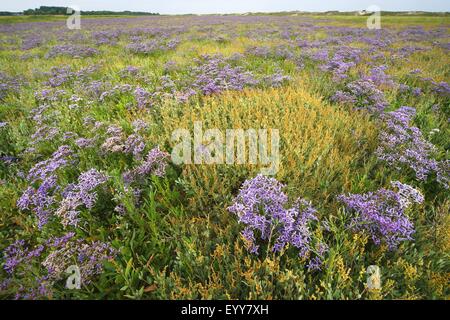 common sea-lavender, mediterranean sea-lavender (Limonium vulgare), flowering in Zwin nature reserve, Belgium, Zwin nature reserve Stock Photo