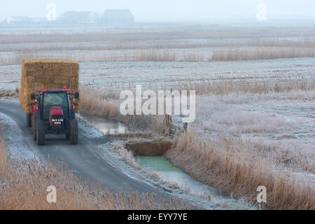 tractor along reed fringes in meadowlands in winter, Uitkerkse polder, Belgium Stock Photo