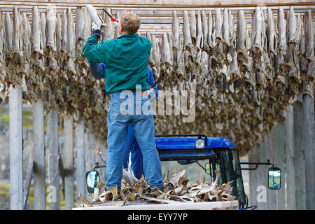 harvest of stockfish, Norway, Varangerfjord Stock Photo