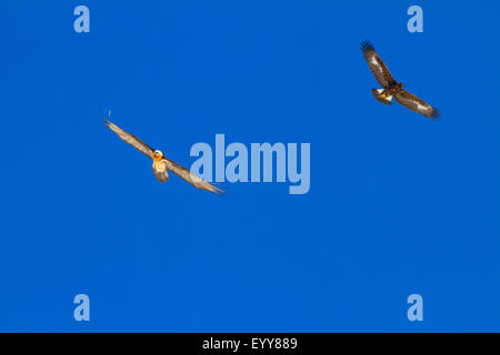 Lammergeier, Bearded Vulture (Gypaetus barbatus), bearded vulture and golden eagle in flight before blue sky, Switzerland, Valais, Leukerbad Stock Photo