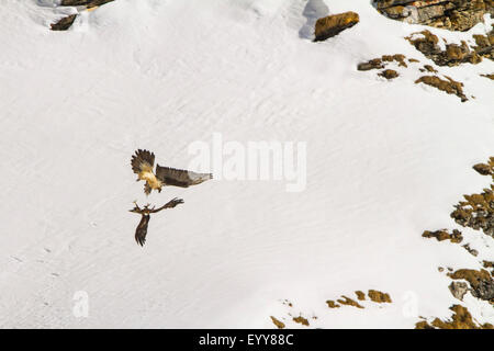 Lammergeier, Bearded Vulture (Gypaetus barbatus), bearded vulture attacking a golden eagle before snowy mountain scenery, Switzerland, Valais, Leukerbad Stock Photo