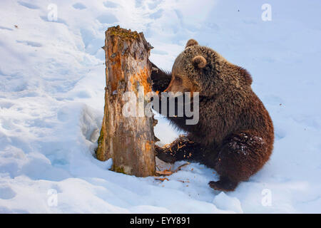 brown bear (Ursus arctos), juvenile brown bear in the snow scratching at an old tree trunk, Switzerland, Waadt, Vallobre Stock Photo