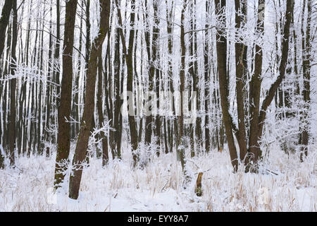 common alder, black alder, European alder (Alnus glutinosa), frozen common alder trees in winter, Germany, Bavaria Stock Photo