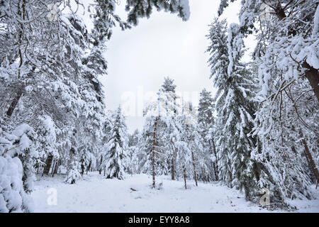 Norway spruce (Picea abies), snowy Norway spruce forest in winter, Germany, Bavaria Stock Photo