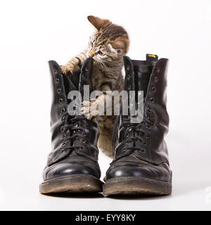 domestic cat, house cat (Felis silvestris f. catus), kitten playing with jump boots, Oestereich, Vienna, Studio Stock Photo