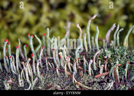 star-tipped reindeer lichen (Cladonia spec.), with red apothecia, Germany, Bavaria Stock Photo