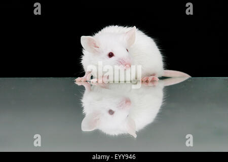 house mouse (Mus musculus), white mouse before black background, mirroring
