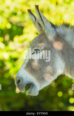 Domestic donkey (Equus asinus asinus), mare, portrait in profile, Germany, North Rhine-Westphalia Stock Photo