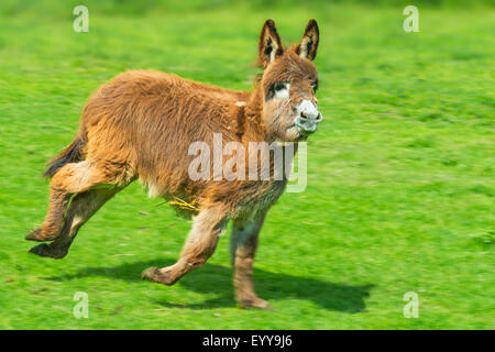 Domestic donkey (Equus asinus asinus), foal runs in a meadow, Germany, North Rhine-Westphalia Stock Photo